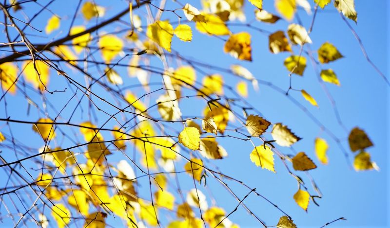 Betula pendula  Características, hábitat, propiedades, usos, curiosidades