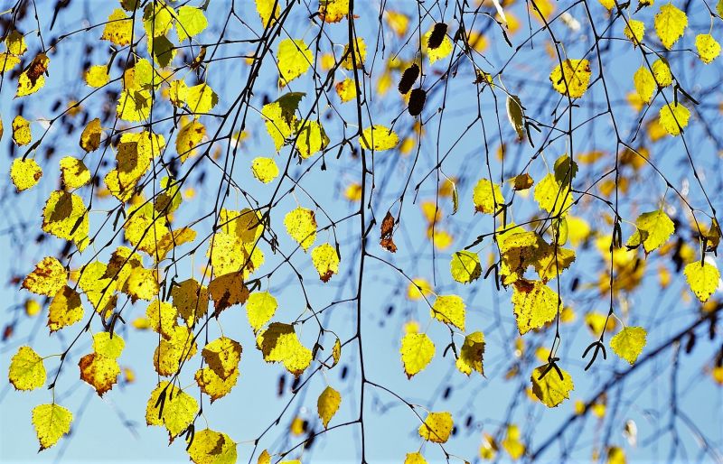 El Betula pendula