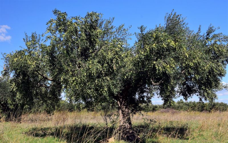 El olea europaea