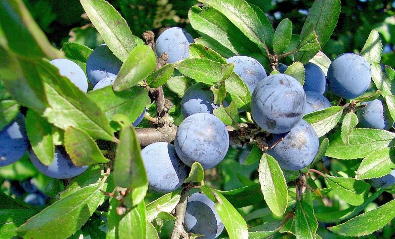 El prunus spinosa, fruto