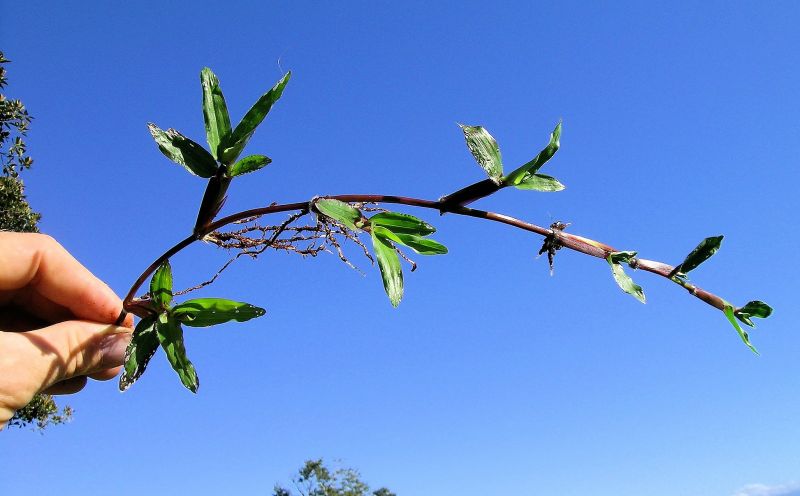 Grama bahiana Características, cultivo, cuidados, poda, usos Planta