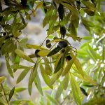 Olea europaea