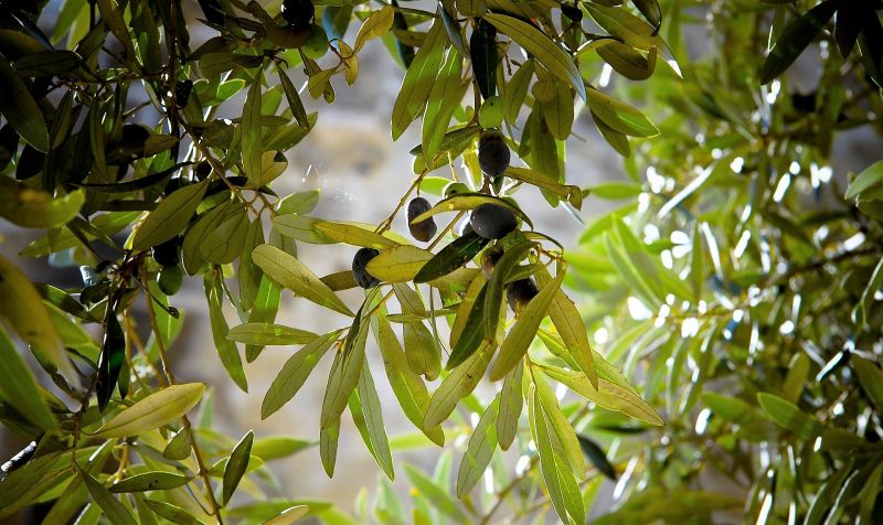 Olea europaea