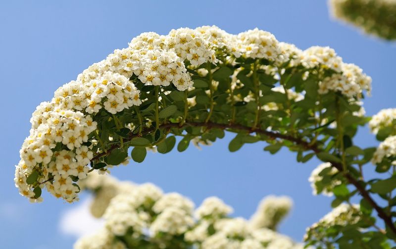 Panoja Qué es, características, función, composición, cosecha Plantas