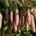 Picea abies