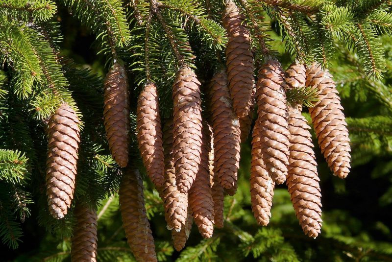 Picea abies