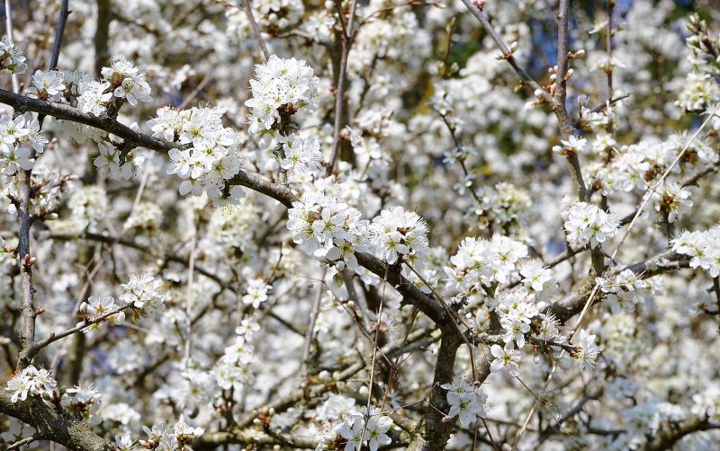 Prunus spinosa  Características, hábitat, cultivo, fruto, usos, plagas Árbol