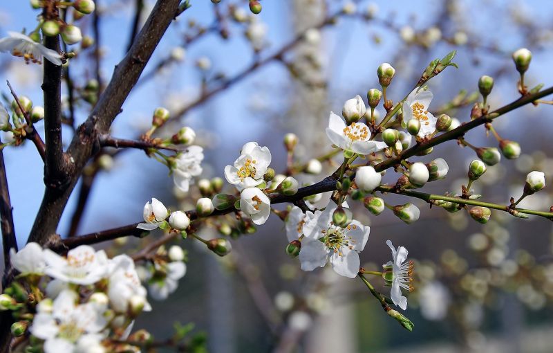 Prunus spinosa