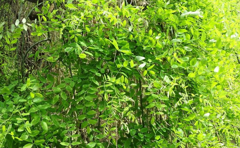 Sophora japonica Características, flores, frutos, usos, cultivo Árbol