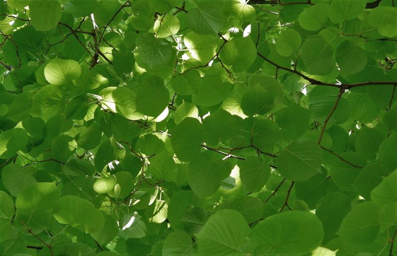 Tilia tomentosa Características, hábitat, reproducción, usos Árbol, planta