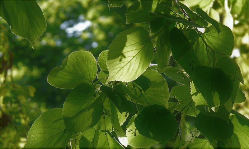 Tilia tomentosa