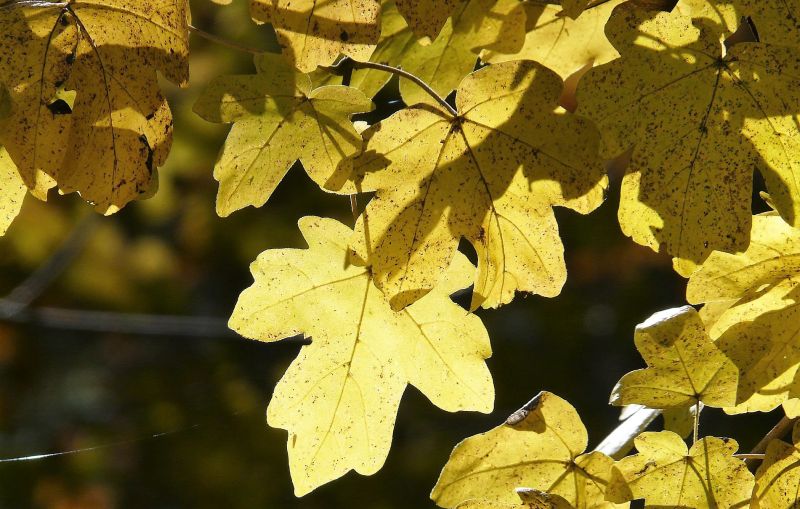 Acer campestre Características, hábitat, cuidados, propiedades Árbol