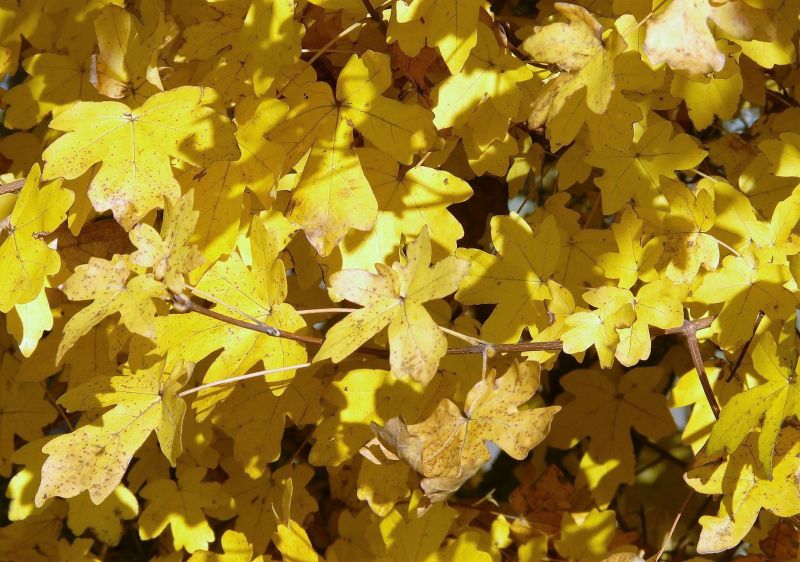 Acer pseudoplatanus Qué es, características, reproducción, usos Árbol