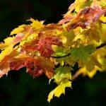 Acer saccharum