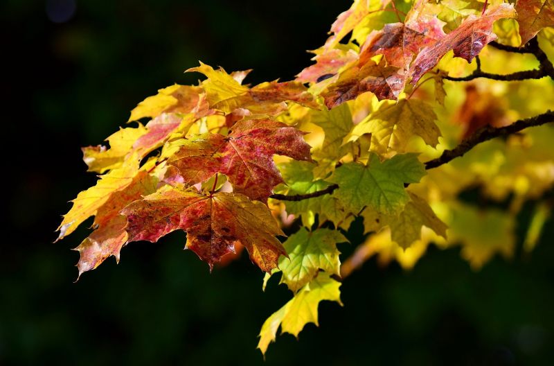 Acer saccharum