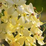 Cassia fistula