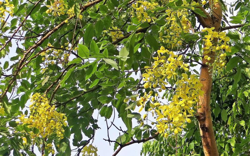 Cassia fistula Qué es, características, reproducción, usos, cultivo Árbol