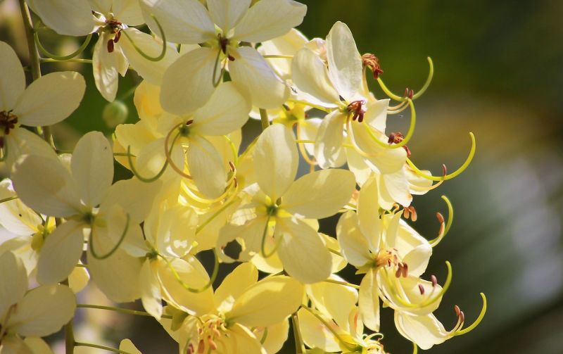 Cassia fistula