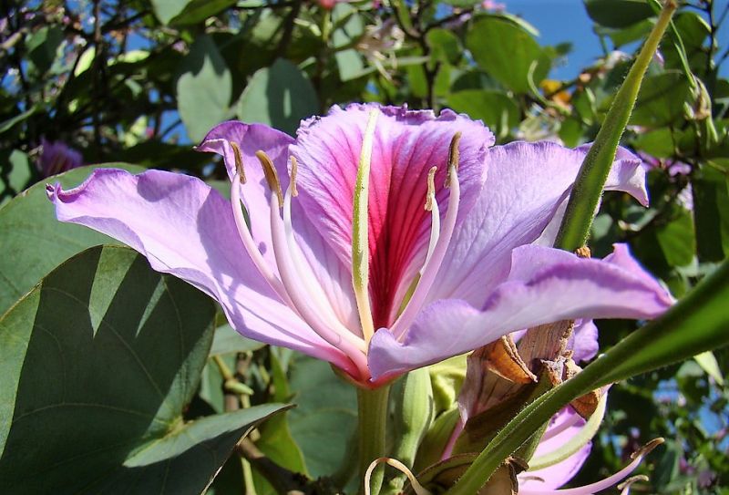 Cersis Siliquastrum Características, cultivo, cuidados, usos Árbol