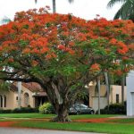 Delonix regia