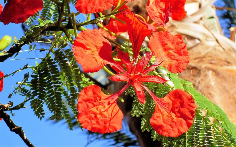 Delonix regia Características, semillas, reproducción, cuidados Árbol