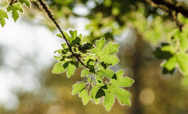 El acer campestre