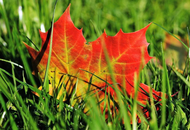 El acer saccharum