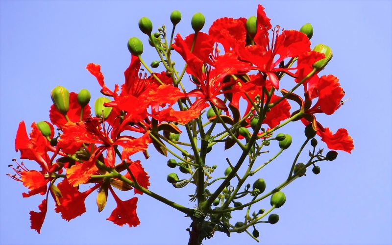 El delonix regia