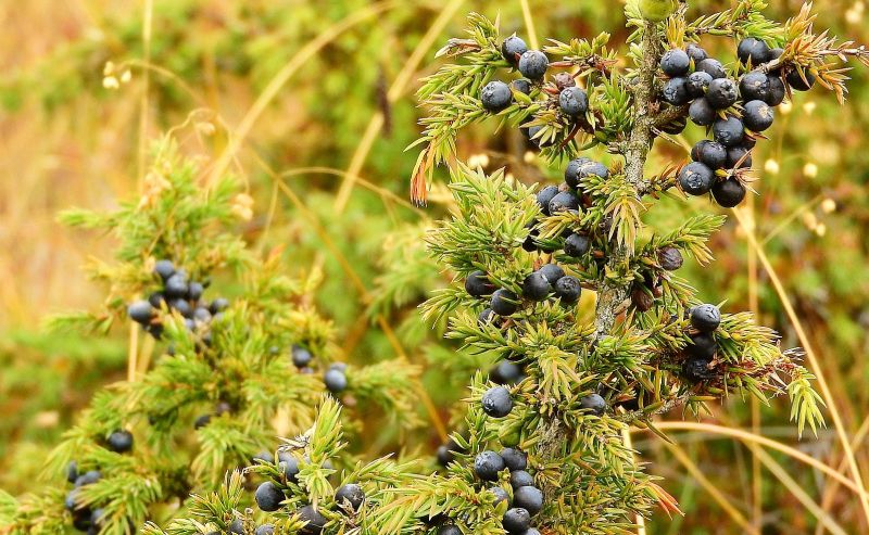 El juniperus communis