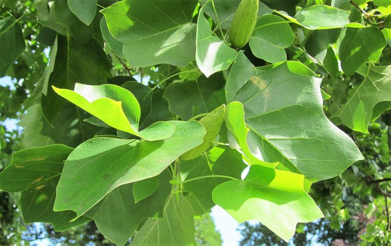 El liriodendron tulipifera