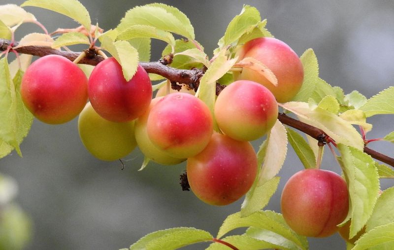 El prunus cerasifera