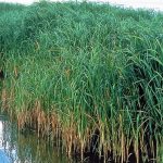 Astilbe | Qué es, características, floración, cultivo, cuidados | Planta