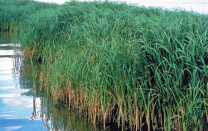 Halófitas | Qué son, tipos, características, información | Plantas