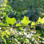 Hedera helix