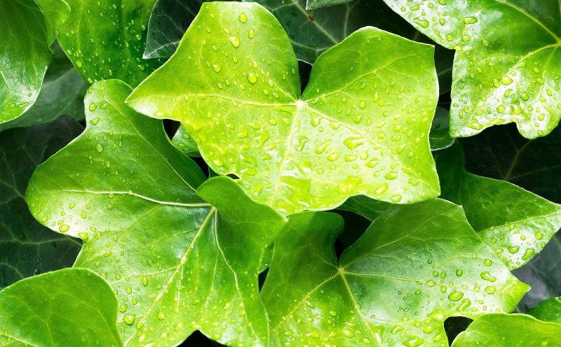 Hedera helix Qué es, características, usos, precauciones, efectos Planta