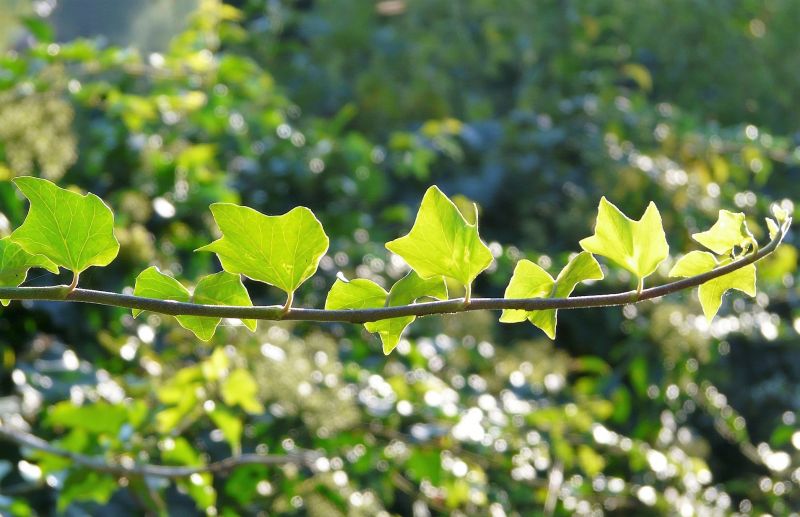 Hedera helix