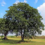 Juglans regia