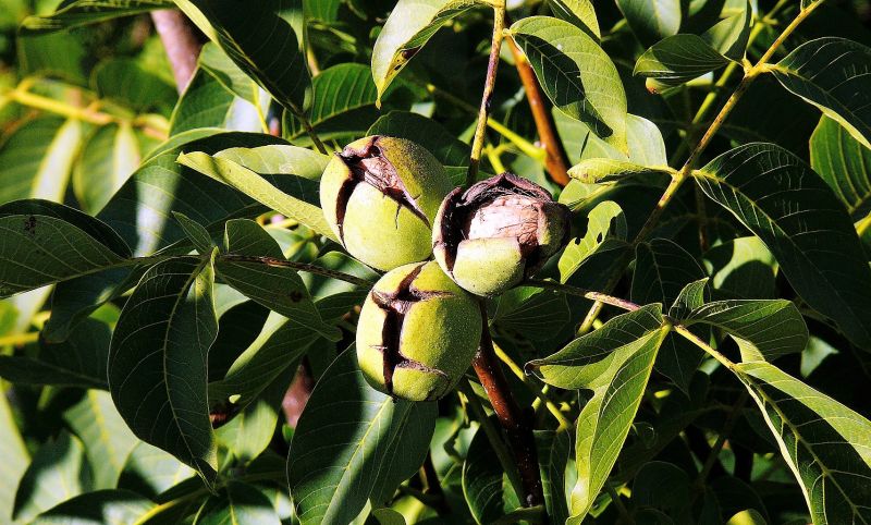 Juglans regia Qué es, características, hábitat, reproducción, usos Árbol