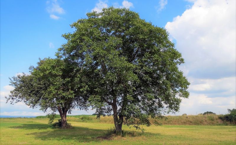 Juglans regia