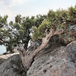 Juniperus communis