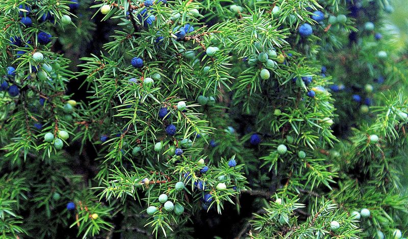 Juniperus communis Características, hábitat, cuidados, usos Árbol