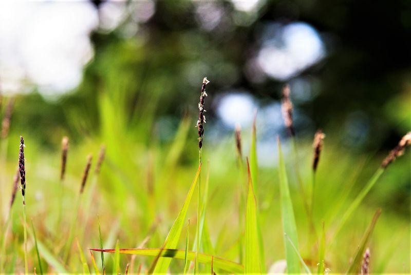 La zoysia japonica