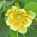 Liriodendron tulipifera