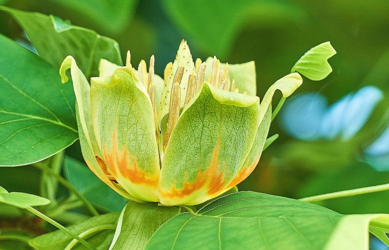Liriodendron tulipifera Características, cultivo, cuidados, usos Árbol