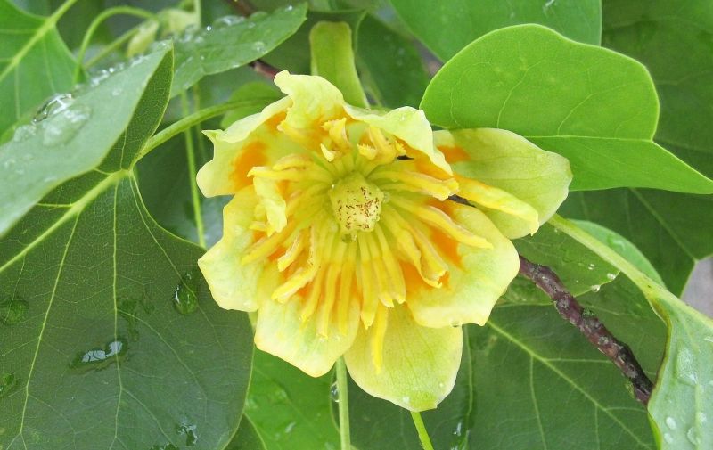 Liriodendron tulipifera