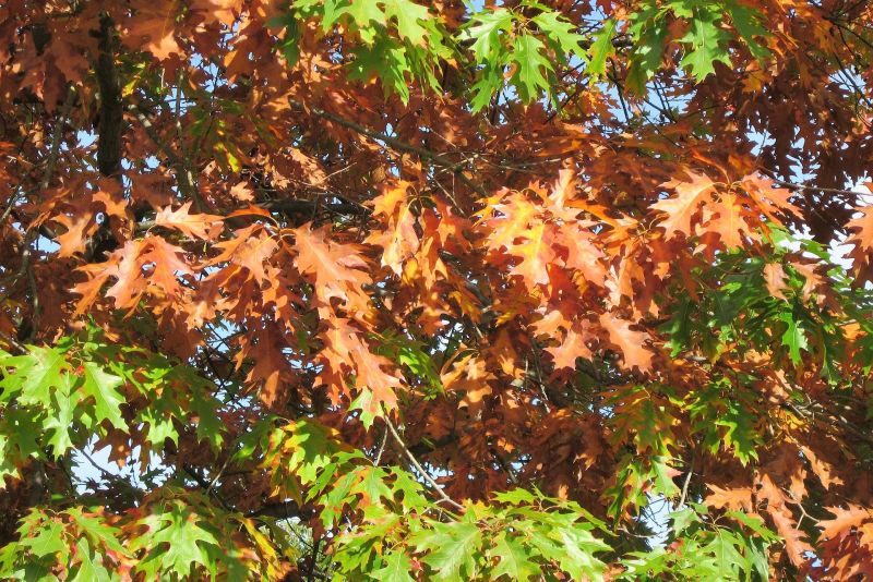 Quercus rubra Características, hábitat, cuidados, crecimiento Árbol