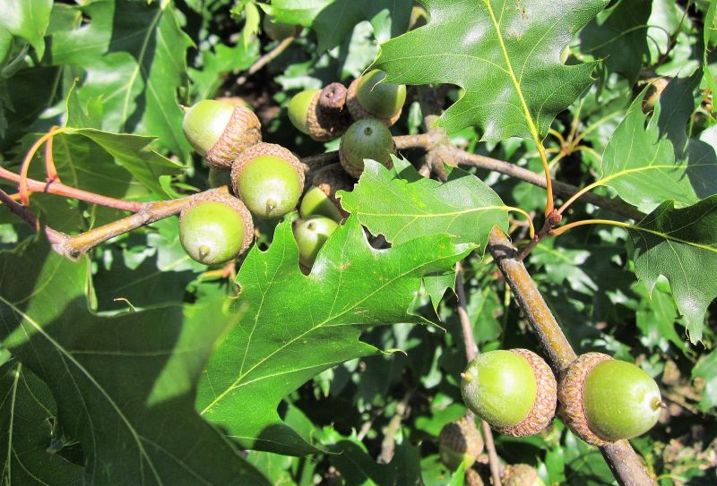 Quercus rubra