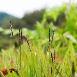 Zoysia japonica