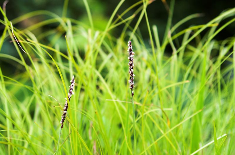 Zoysia japonica Características, variedades, uso, historia Cesped