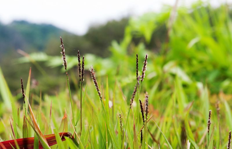 Zoysia japonica